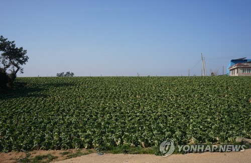 [해남소식] 배추 작목 전환시 ha당 보조금 450만원 지원