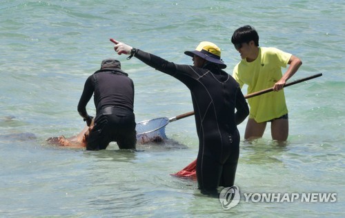 "폭염에 벌써 해파리" 제주 해수욕장 30대 관광객 해파리에 쏘여
