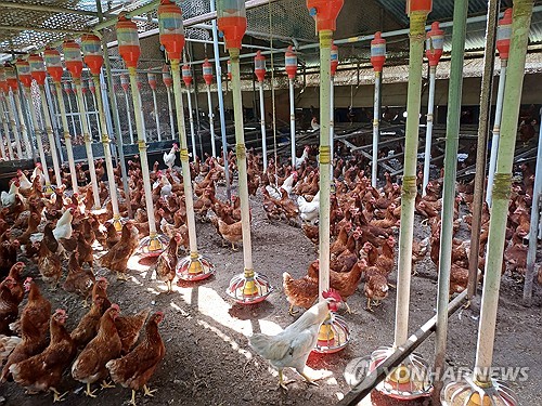 폭염 속 가축폐사 급증…하루 7만8천마리 폐사