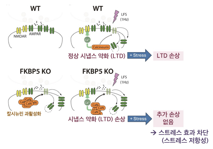 "스트레스 회복탄력성 좋은 사람 뇌 속 단서 발견…특정 단백질이 유연한 …
