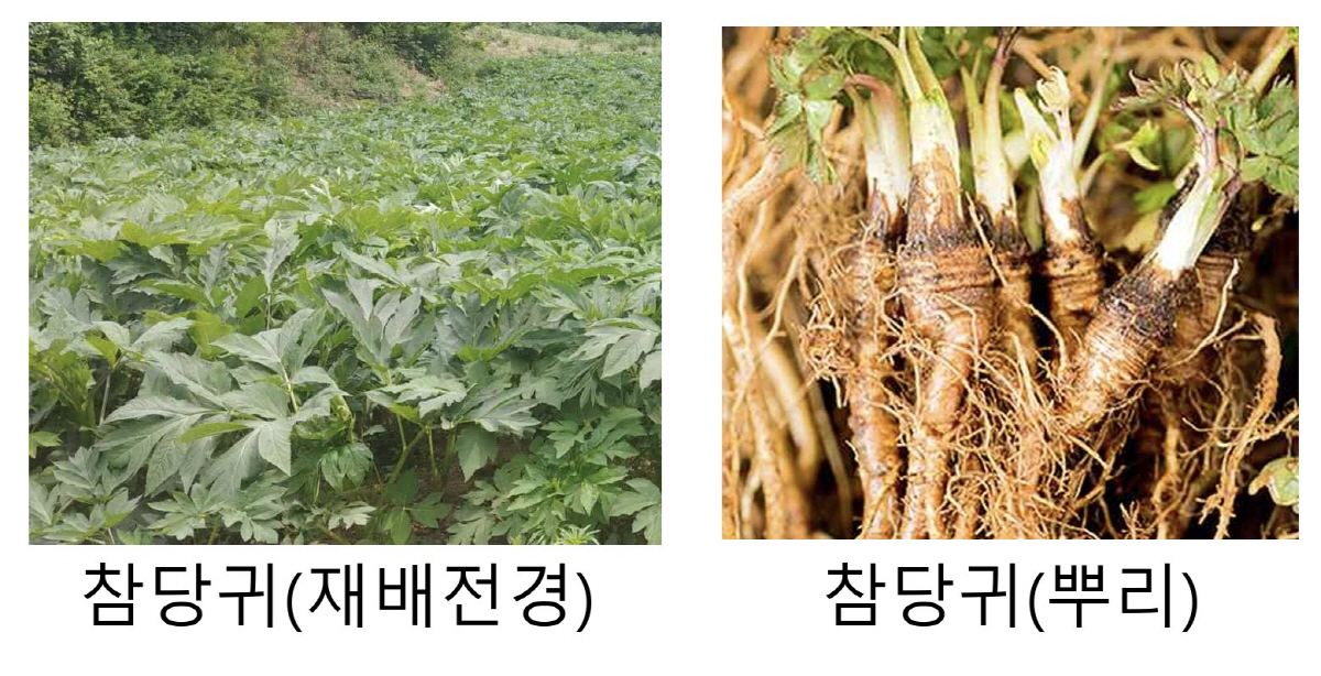미국 생약규격집 최초 등재 국내 자생종 참당귀, '이 성분'이 노화·치매…