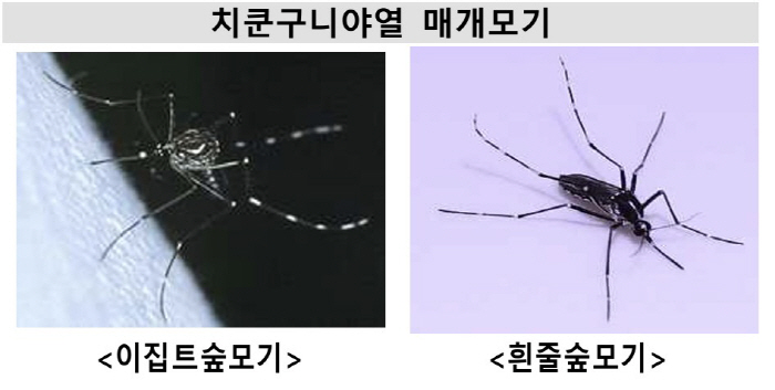 인도양·中 광둥성서 확산 법정감염병 '치쿤구니야열' 뭐길래…'숲모기 주의…