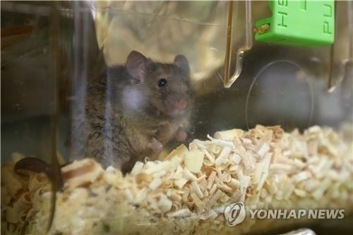 "소지방·돼지기름, 비만 생쥐에서 종양 성장 가속화 해"
