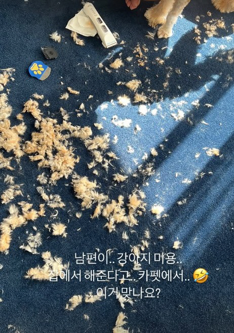 한예슬, 집안 초토화된 '강아지 털'…"'10살 연하♥' 작품, 이게 맞…
