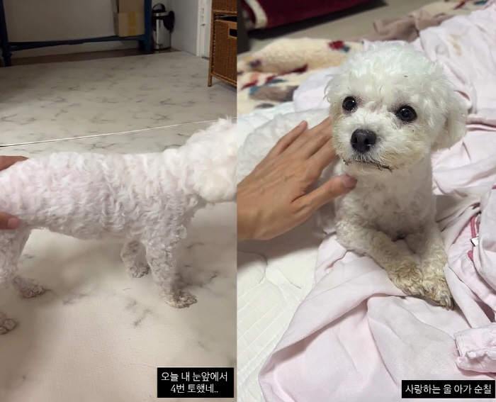 미자, 장폐색 진단 반려견 개복 수술에 오열..."1.5cm 이물질 삼켜…