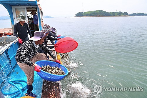"일단 풀어주자"…고수온 우려 속 천수만서 84만마리 방류(종합)