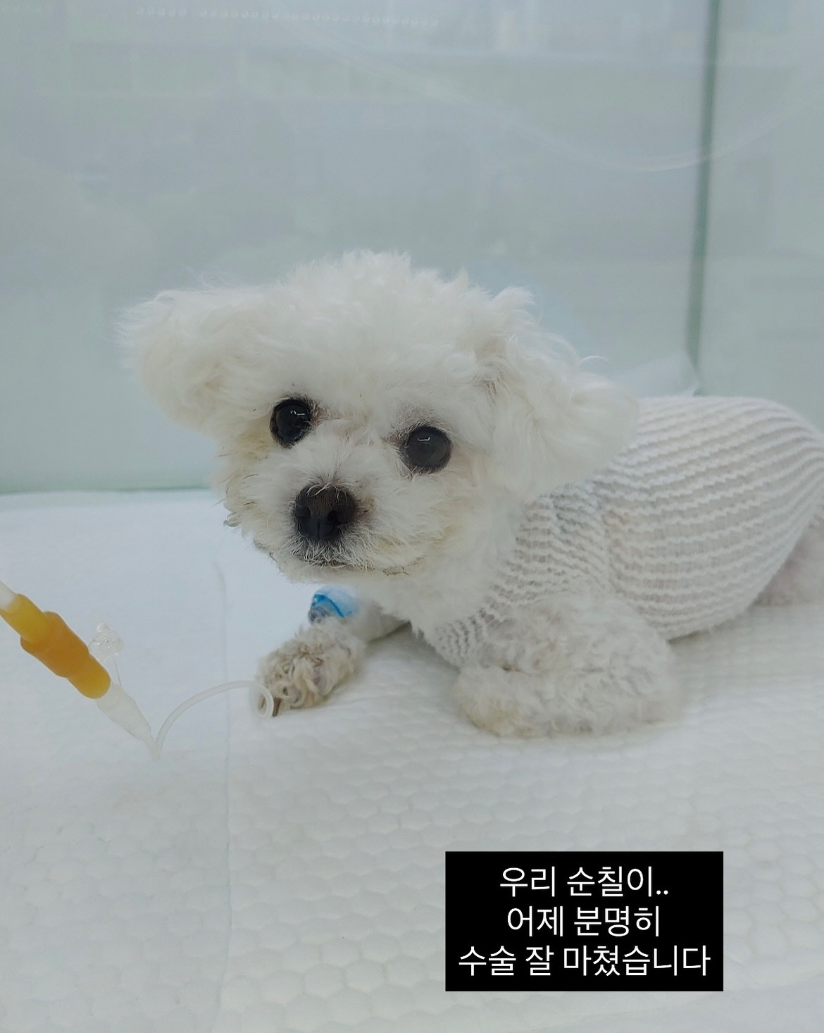 미자, 5년만 가족 잃고 안타까운 눈물 "가슴 찢어지고 숨도 안 쉬어져"…