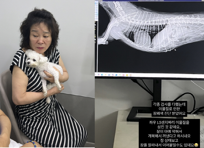 미자, 5년만 가족 잃고 안타까운 눈물 "가슴 찢어지고 숨도 안 쉬어져"…