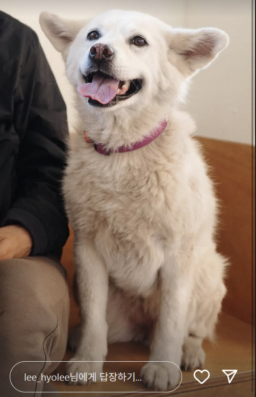이효리 '구름이 된 석삼이' 공개…말기 암 반려견과 먹먹한 이별