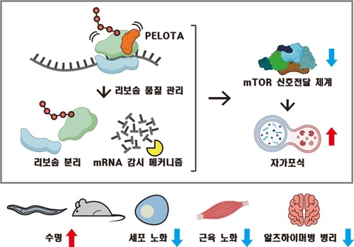 노화 속도 늦추는 단백질 찾았다…RNA 수준 규명
