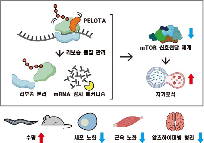 국내 연구진, 노화 조절·장수 유도 핵심 역할 단백질 확인