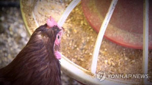 실수로 닭 1천마리 폐사…거짓말로 보험금 탄 농장 직원들 집유