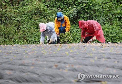 [강원 고성소식] 농업 재해대책 본격 추진…농업 피해 예방 총력