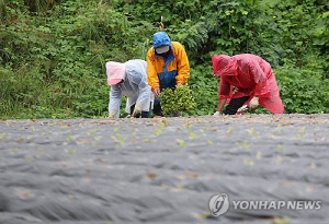 [강원 고성소식] 농업 재해대책 본격 추진…농업 피해 예방 총력