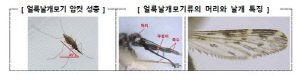 질병청, 전국에 말라리아 경보 발령…