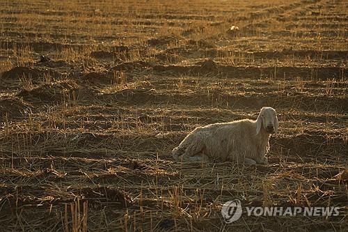36년만에 최악가뭄에 주식 밀 바닥난 시리아…새 정권 시험대