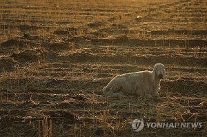 36년만에 최악가뭄에 주식 밀 바닥난 시리아…새 정권 시험대