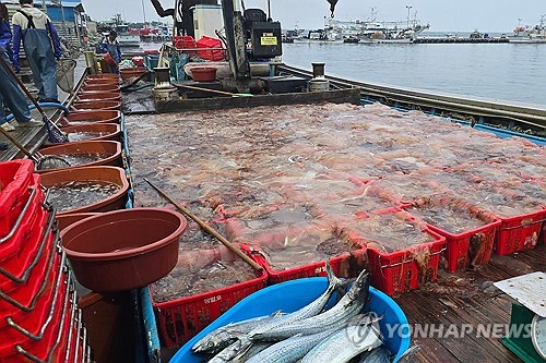 포항 해역 덮친 해파리에 어민 울상…지자체, 수매 나서
