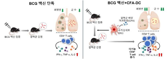 새로운 결핵 백신·치료 플랫폼 개발…결핵균 성장 90% 이상 억제