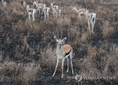 [아프리카는] (71)부족도 종교도 화합…내전 없는 탄자니아의 비결은