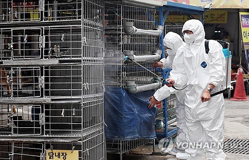 농식품부 "아르헨 가금농장서 고병원성 AI…가금육 수입 금지"