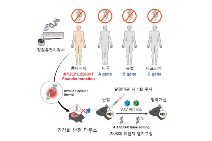 "유전성 난청 원인 돌연변이, '한 번의 유전자 교정'으로 청력 회복 입…