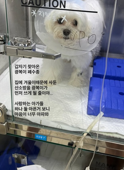'암 투병' 이솔이, 또 안타까운 소식 "아가 갑자기 폐수종 걸려, 마음…