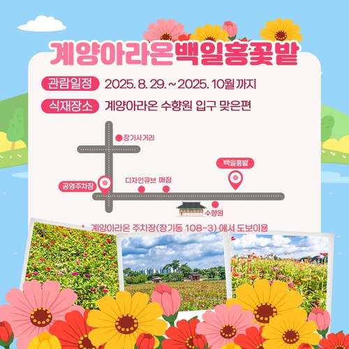 가을빛 물들어 가는 계양아라온 "백일홍 꽃밭으로 초대합니다"