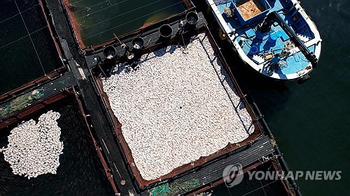 적조특보 하동 연안서 숭어 3천800마리 폐사…적조 연관성 조사