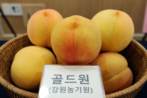 강원농업기술원, 자체 개발 신품종 복숭아 '골드원' 첫선