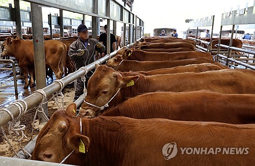 군산시, 한 달 앞당겨 구제역 백신 일제 접종…소·염소 대상