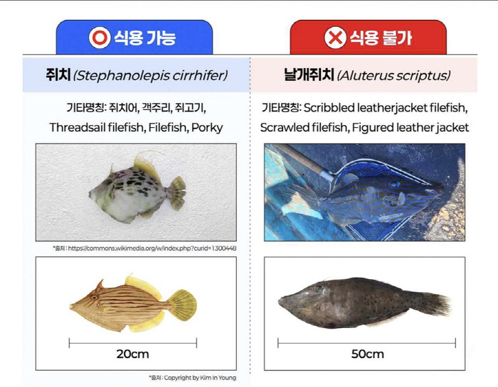 "복어는 전문가 조리 필수…복어독 20배 독성 '날개쥐치'는 접촉도 삼가…