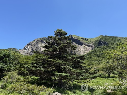 "한라산 구상나무 지키자" 세계 산림 전문가들 제주로