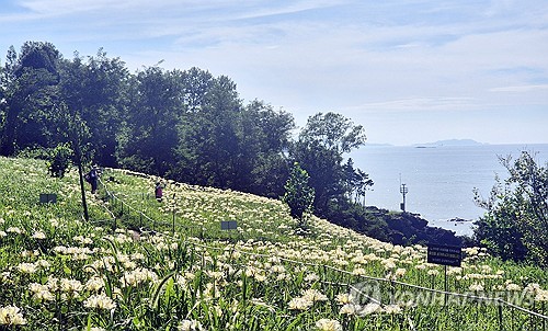 [픽! 부안] 가을 오려나…변산마실길 수놓은 붉노랑상사화