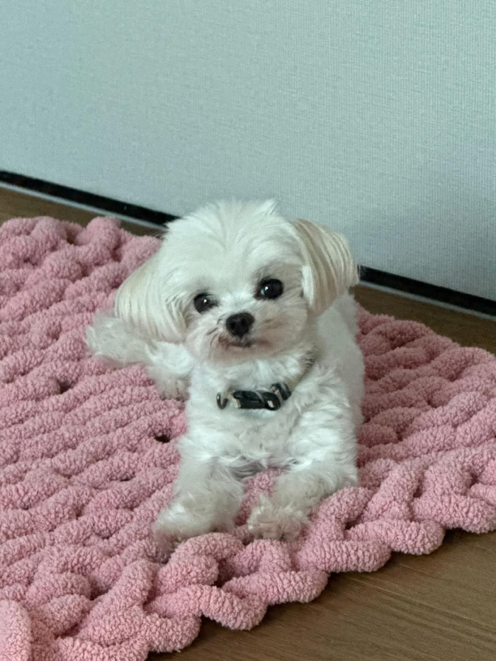 남보라, 결혼4개월만 투병 소식 전하며 오열..."더 빨리 검사해 볼걸 후회"