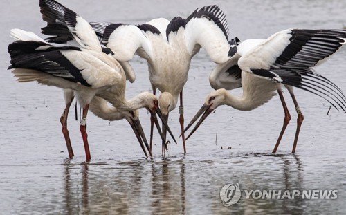 '황새 육남매와 생태체험'…제6회 예산황새축제 27∼28일 개최