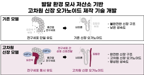 구조·기능 더 정밀하게 모사한 인공 신장 만들었다