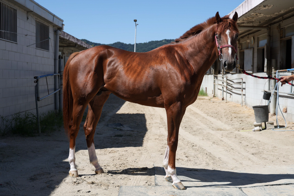 [경마]'국산 2세 최고마' 가릴 쥬버나일 시리즈 1관문, 승자는