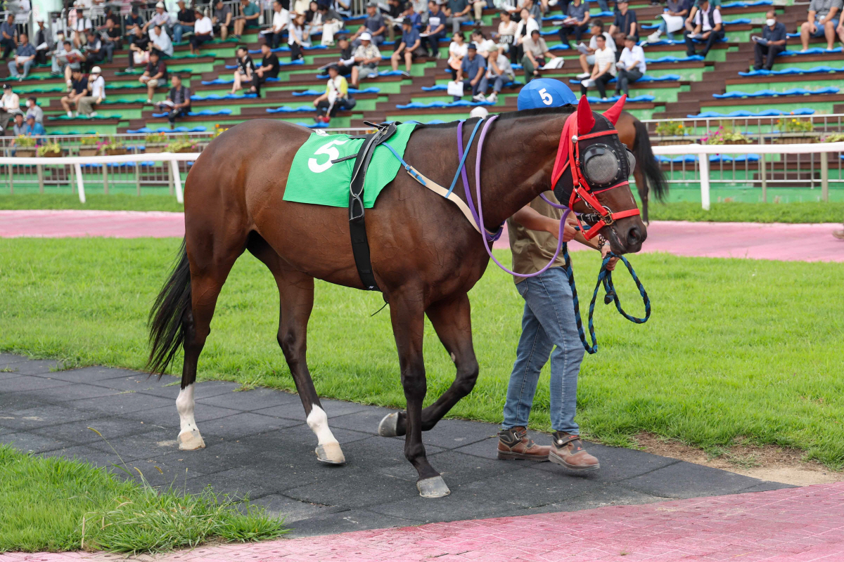 [경마]'국산 2세 최고마' 가릴 쥬버나일 시리즈 1관문, 승자는