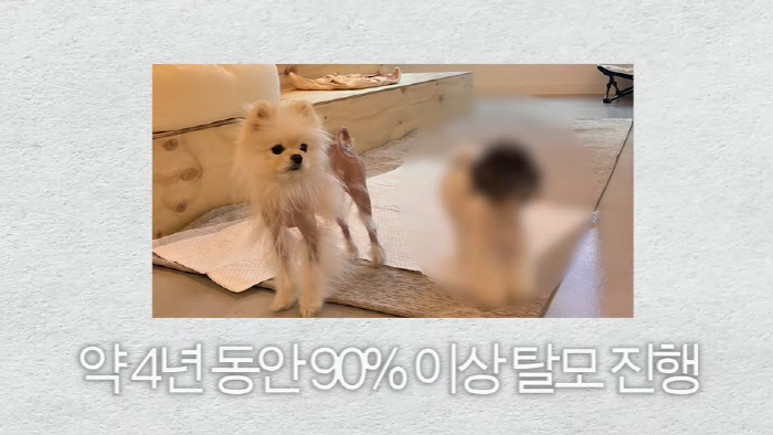고소영, 포기했던 5살 반려견 상태 고백..."4년동안 90% 이상 탈모…