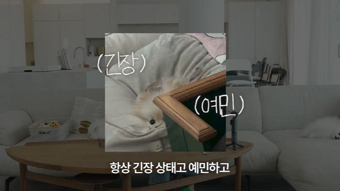 고소영, 포기했던 5살 반려견 상태 고백..."4년동안 90% 이상 탈모…