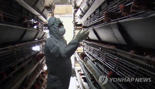 질병청, 고병원성 조류인플루엔자 발생에 인체감염 감시 강화
