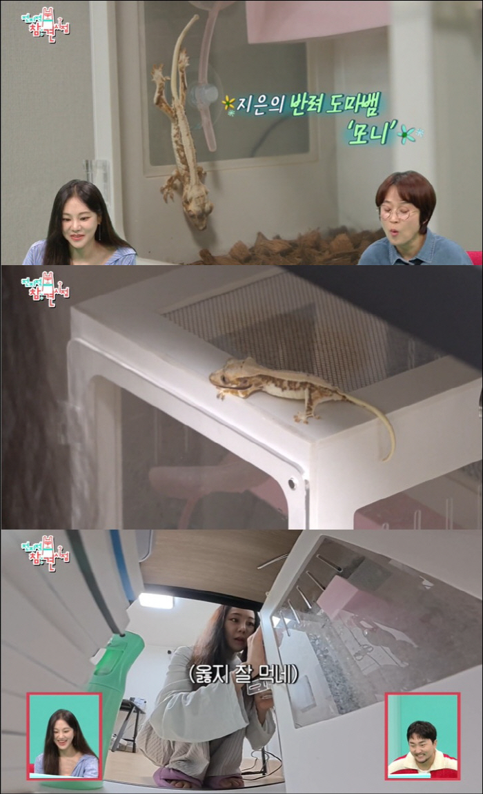 한지은, 동물학대 논란...뼈밖에 없는 도마뱀 충격적 상태 "폐사 직전"