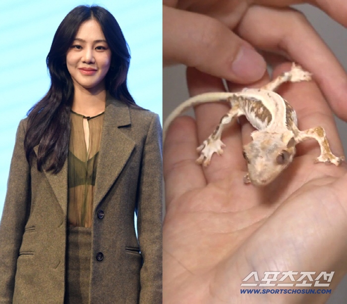 한지은 측, '반려 도마뱀 학대' 의혹 해명 "건강 문제 없이 잘 지내"…
