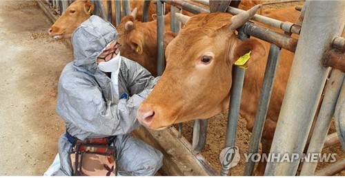 양구군, 소·염소 구제역 백신 일제 접종 28일까지 추진
