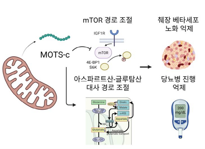 세포 노화 직접 겨냥, 당뇨병 진행 늦춘다