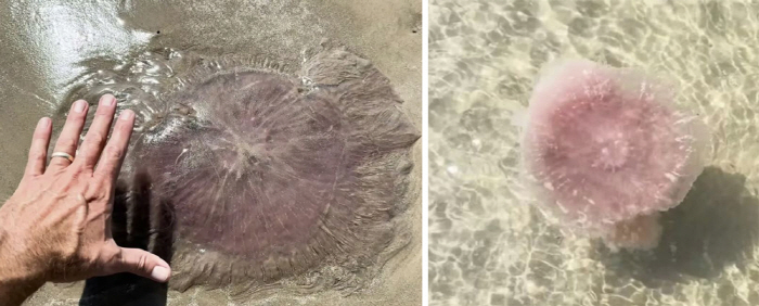 해안서 발견된 길이 20m 괴생명체…인간에 대한 위협은?