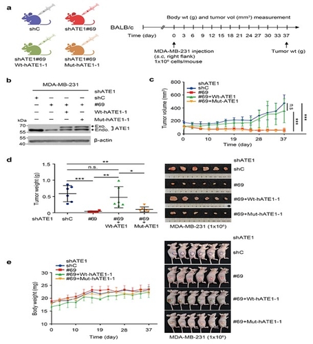 생명연 "단백질 기능 조절 효소 'ATE1'가 유방암 종양 촉진"