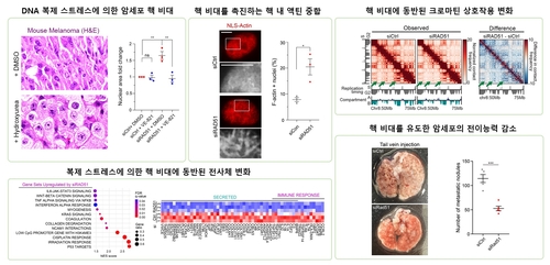 "정상보다 큰 암세포의 핵, 악화 신호 아닌 억제 가능성"