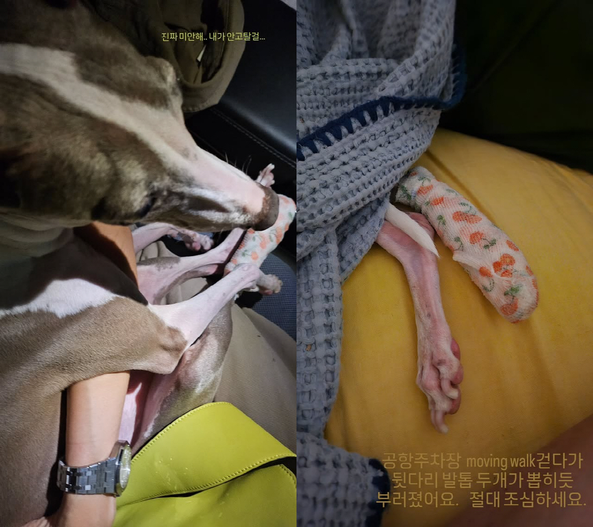 '♥케빈오' 공효진, 안타까운 소식..반려견 공항 사고에 "진짜 미안해"…